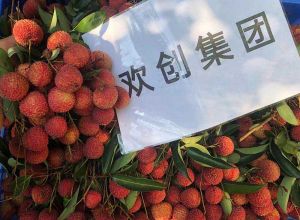 夏日好“枝”味，米乐(中国)米乐官方网页版发福“荔”啦
